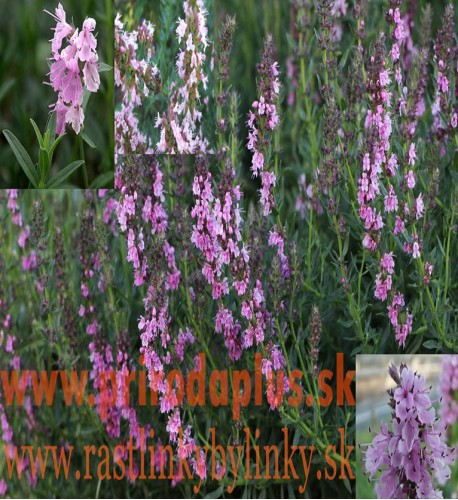 Yzop lekársky, ružový-(Hyssopus officinalis L.)"ROSEUS" 